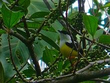 White-collared Manakin